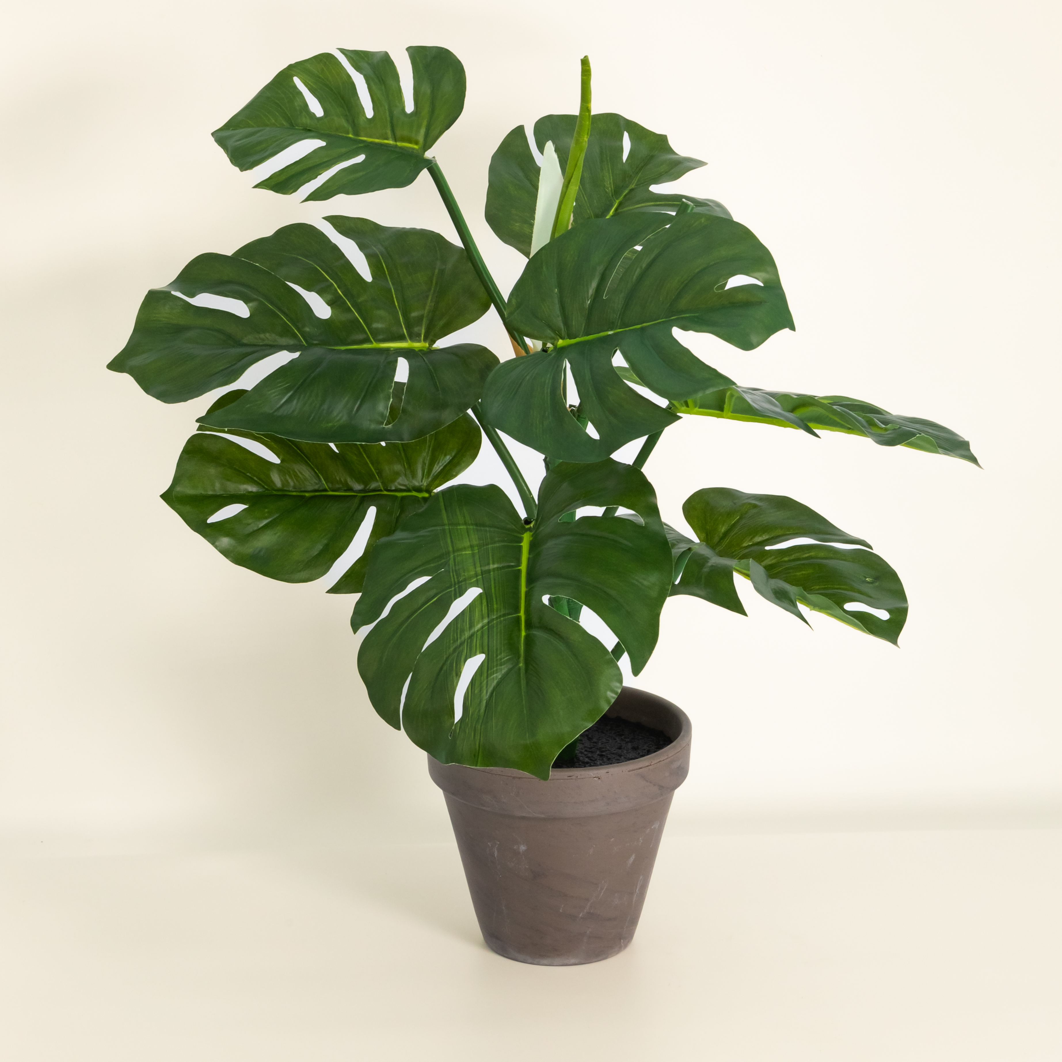 Kuntspflanze Monstera