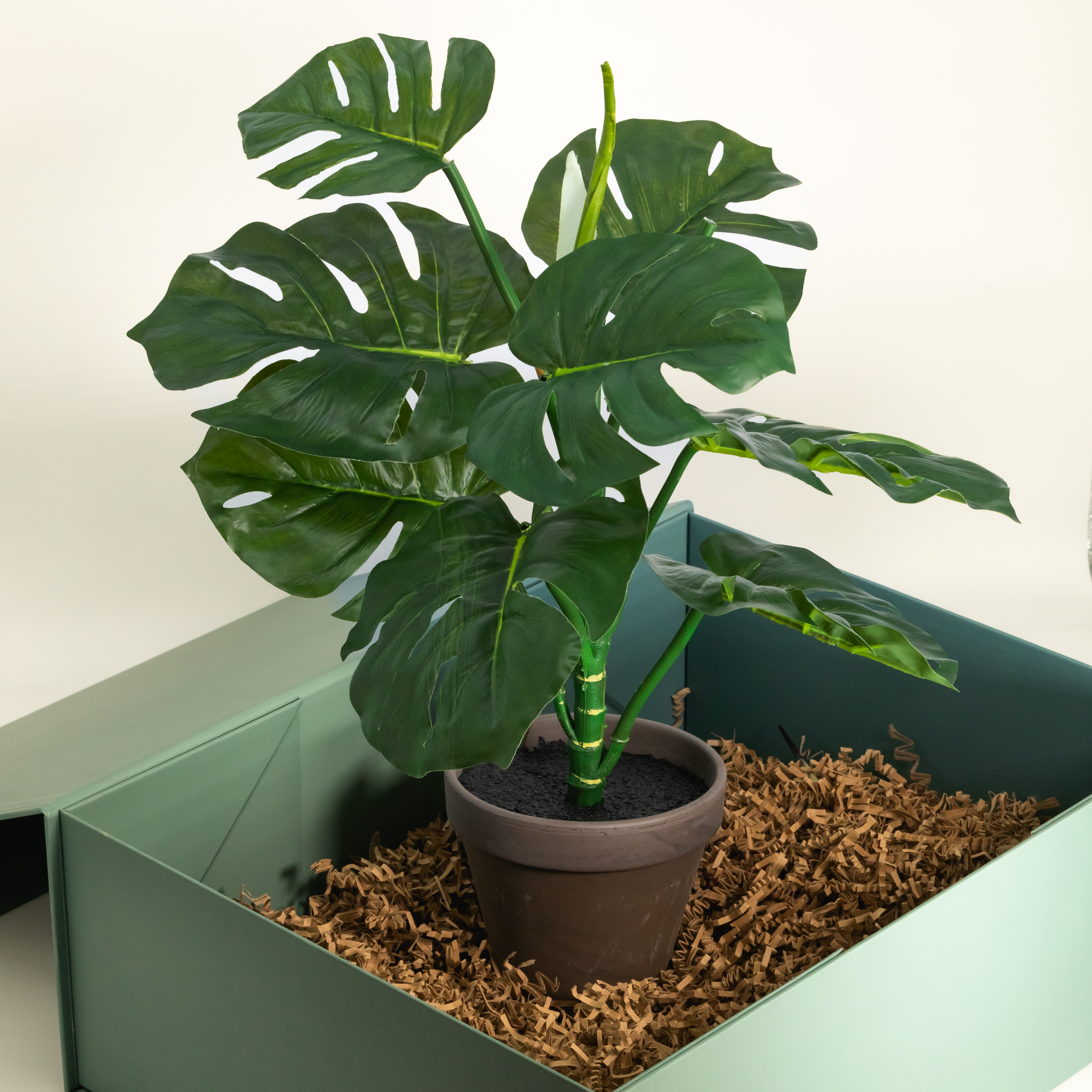 Kuntspflanze Monstera