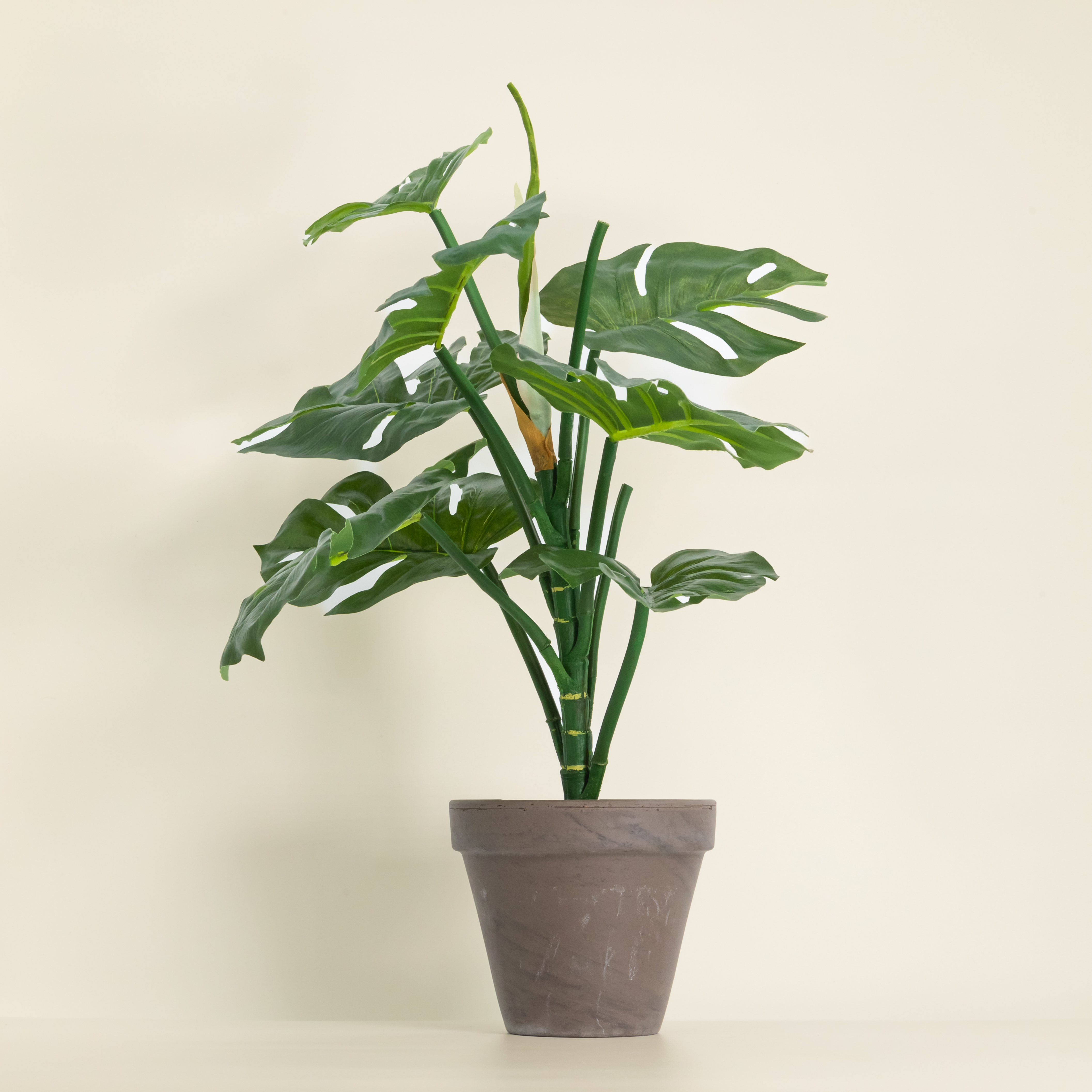 Kuntspflanze Monstera