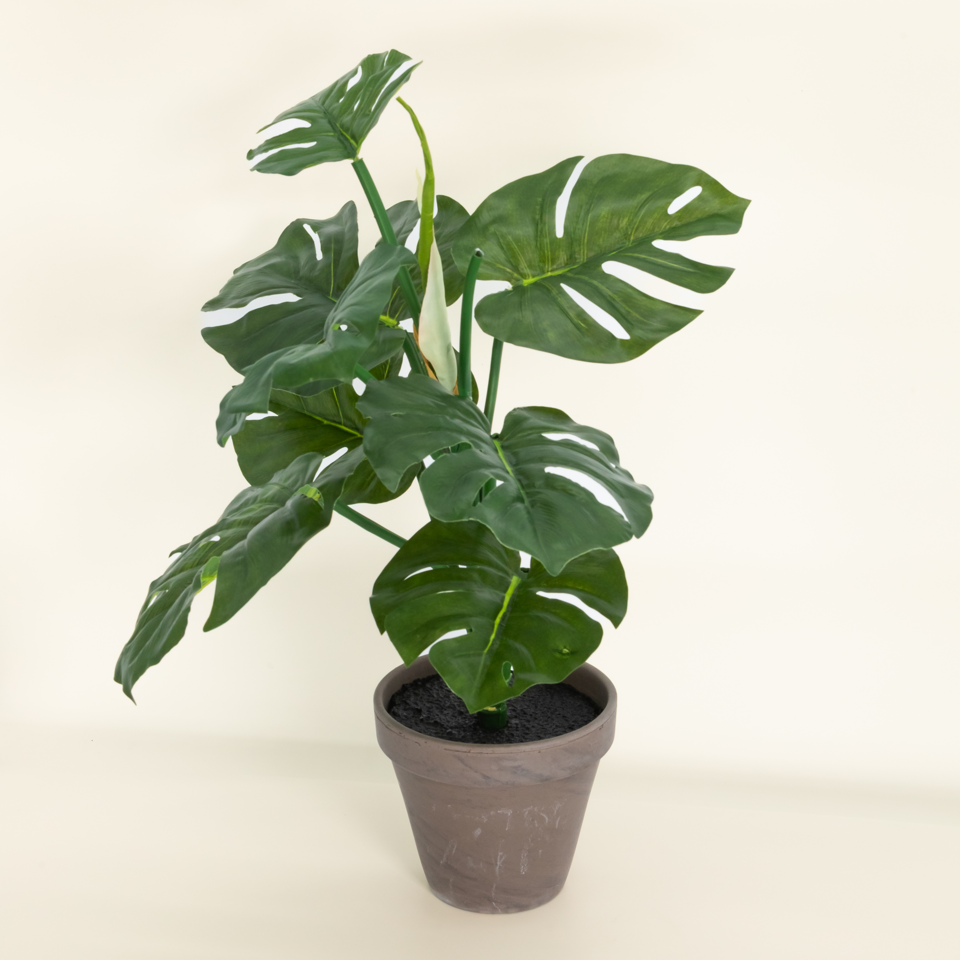 Kuntspflanze Monstera